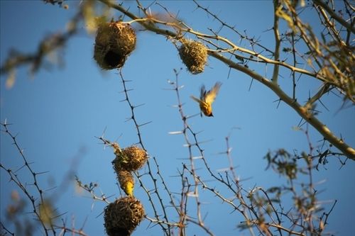 ホテル Mariepskop View