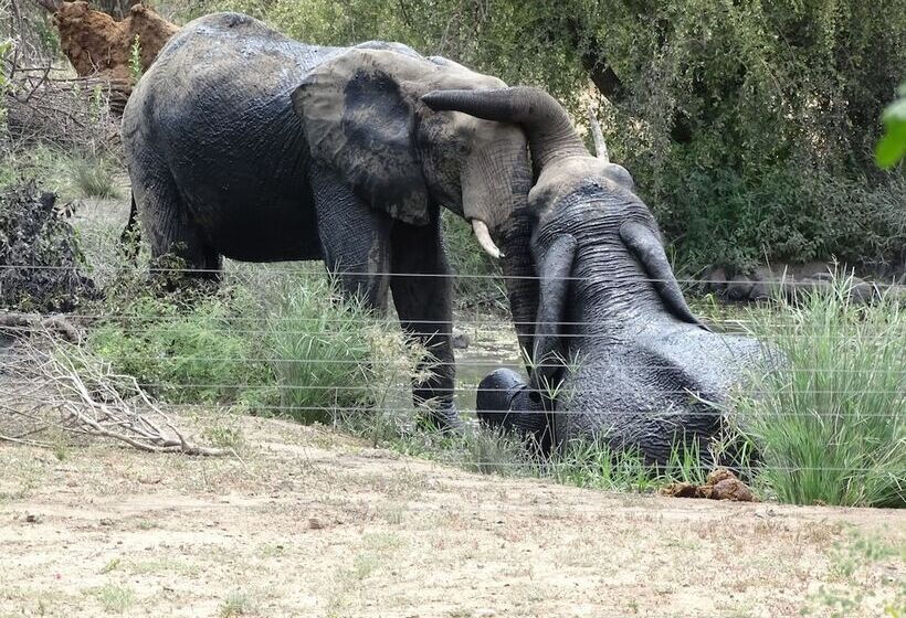 בית מלון כפרי Masodini Game Lodge