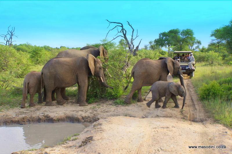 בית מלון כפרי Masodini Game Lodge