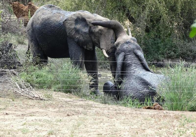 בית מלון כפרי Masodini Game Lodge
