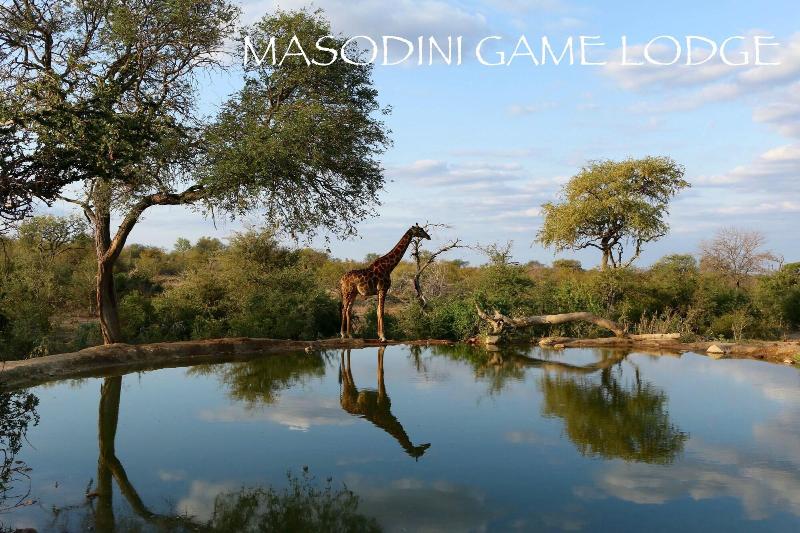 בית מלון כפרי Masodini Game Lodge