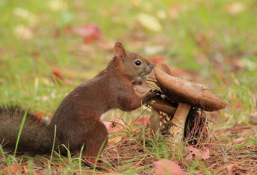 فندق Pension Hoshi Ni Negaiwo