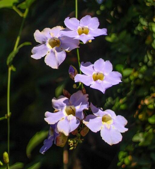 호텔 Pousada Tropicana