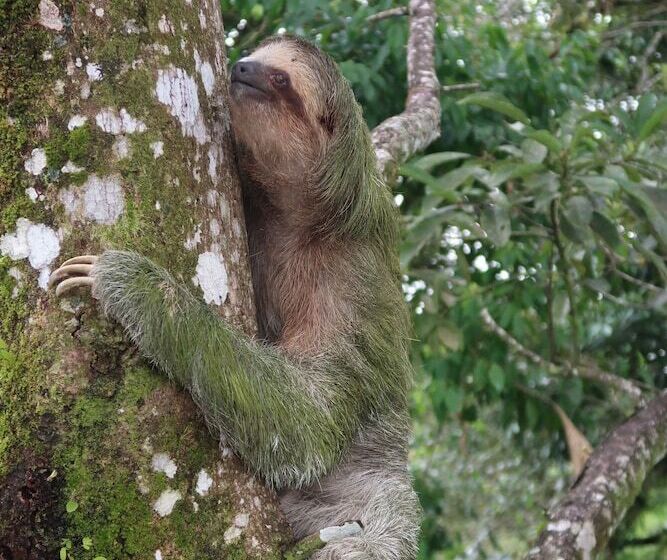 فندق Secreto La Fortuna