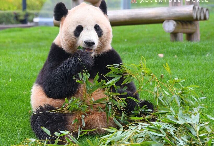 酒店 Taoya Shirahama Senjyo