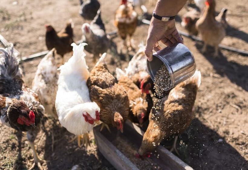 בית מלון כפרי Sperveri Boutique