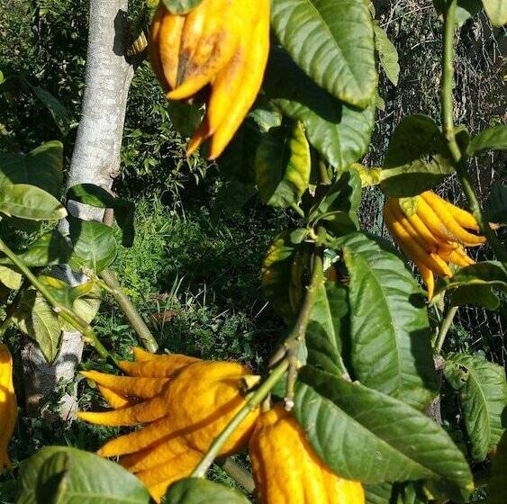 مبيت وإفطار Chambres D Hotes La Bigarade