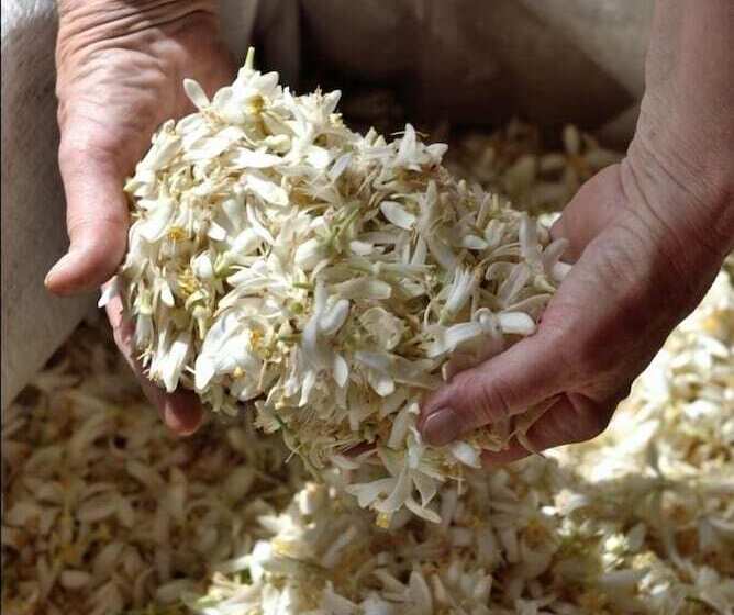 مبيت وإفطار Chambres D Hotes La Bigarade