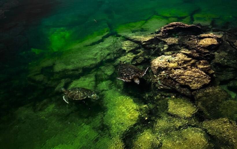 فندق Iguana Crossing Boutique