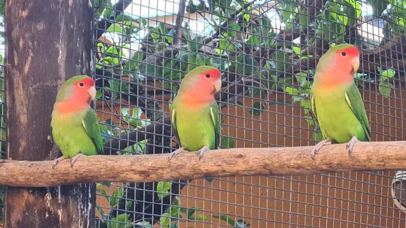 فندق فئة نجمة واحدة Pousada Casa Amarela