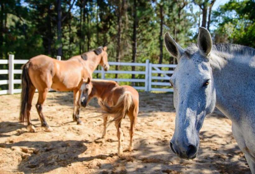ホテル Cabana Do Rei