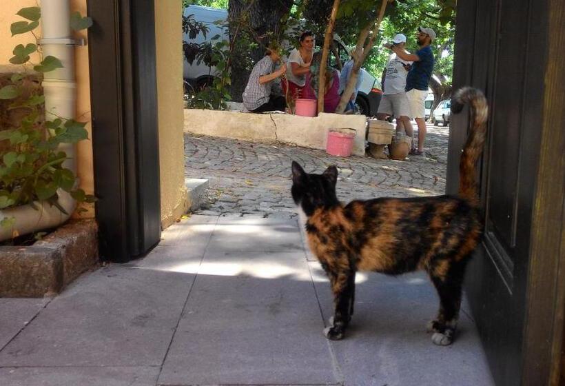 בית מלון כפרי Elaia