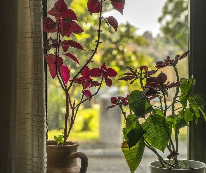 בית מלון כפרי Elaia