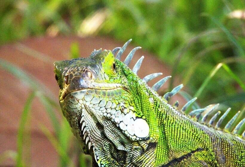 Отель Mastranto