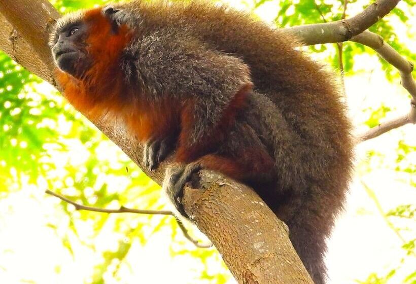 Отель Mastranto