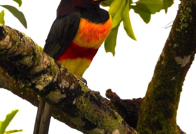 Отель Mastranto