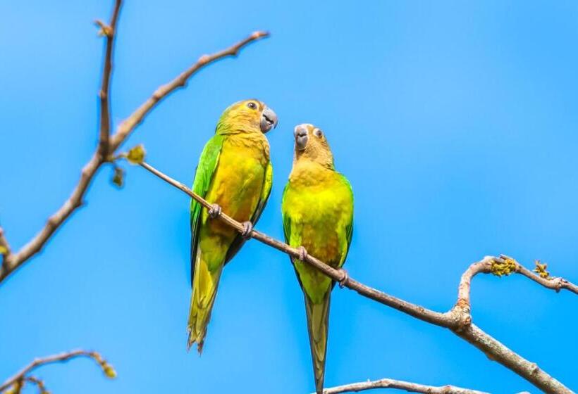 Отель Paloverde Villas Campestres