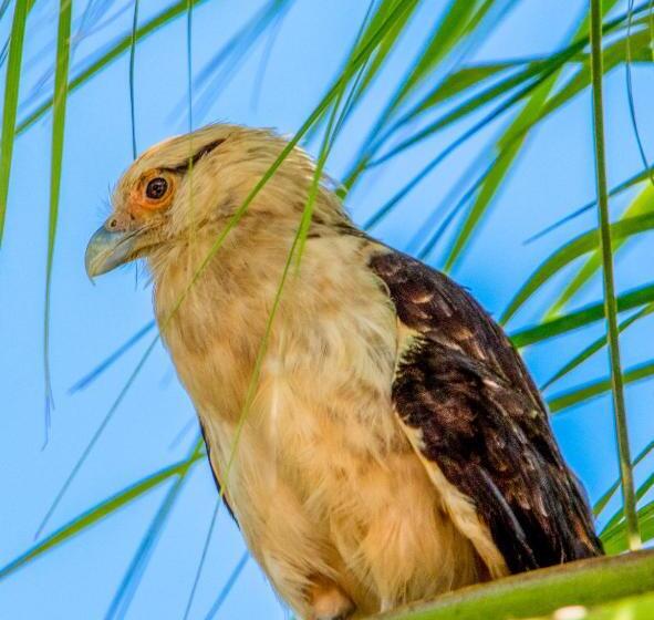 Отель Paloverde Villas Campestres