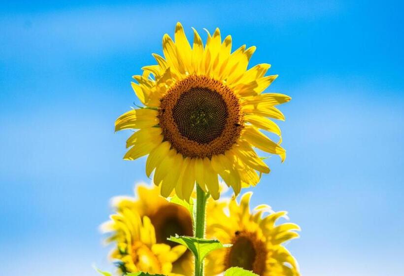 Отель Paloverde Villas Campestres