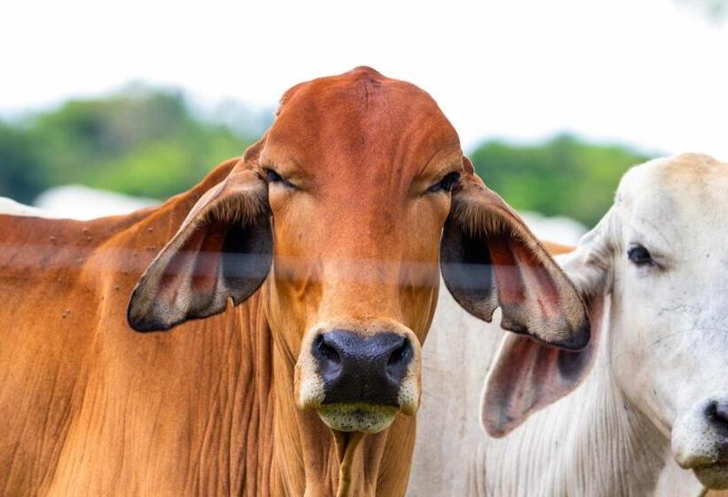 Отель Paloverde Villas Campestres