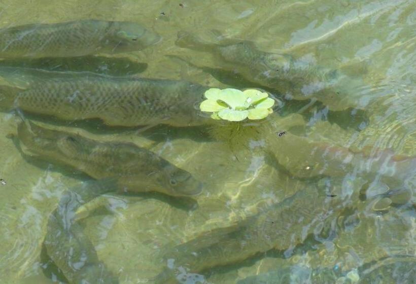 住宿加早餐  Pousada Chácara Do Rio