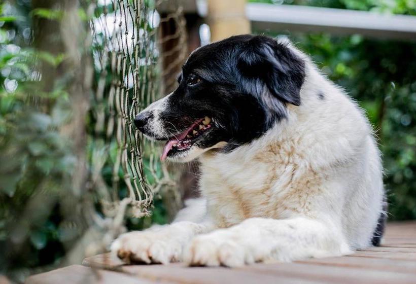 Hotel Na Mata Suites