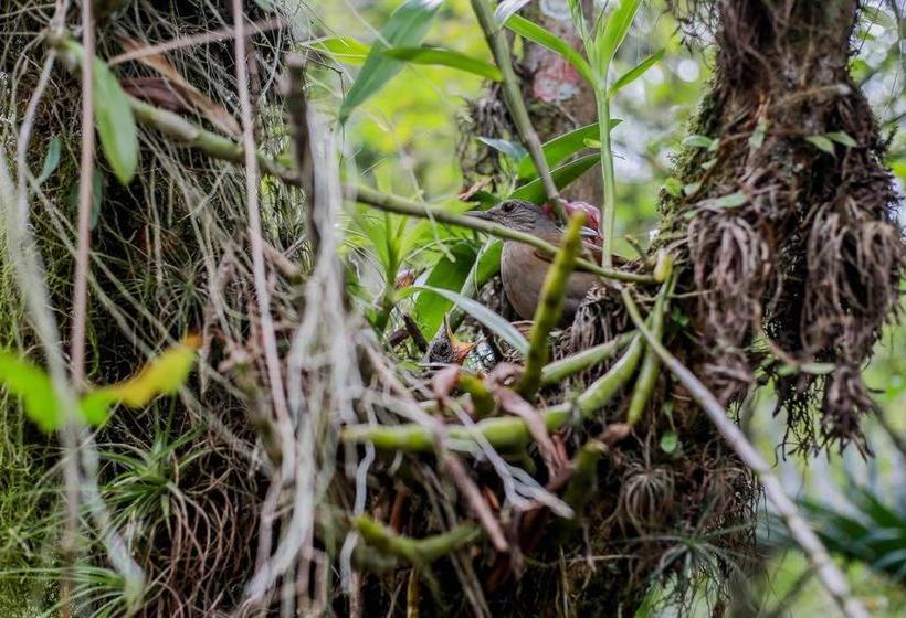 Hotel Na Mata Suites