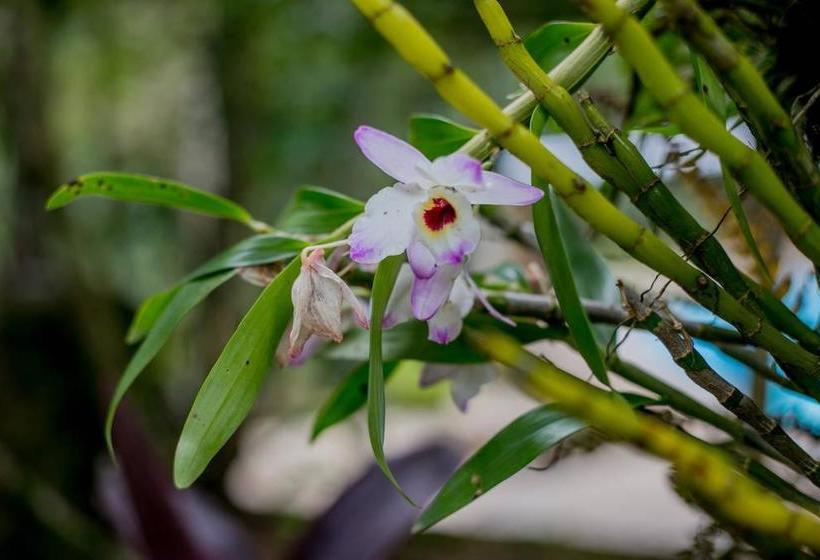 Hotel Na Mata Suites