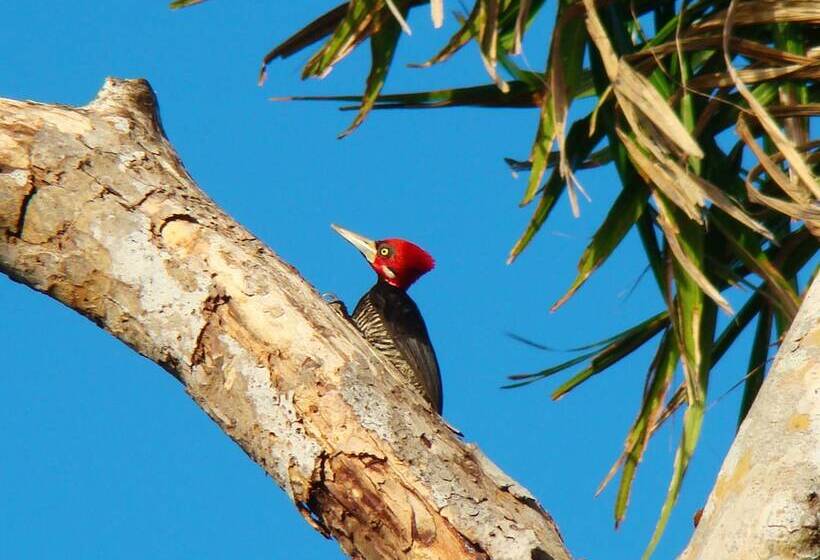 酒店 Paracauary Eco Pousada