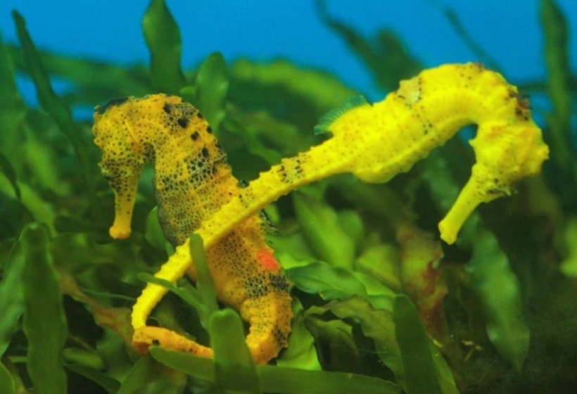 ホテル Pousada Butias