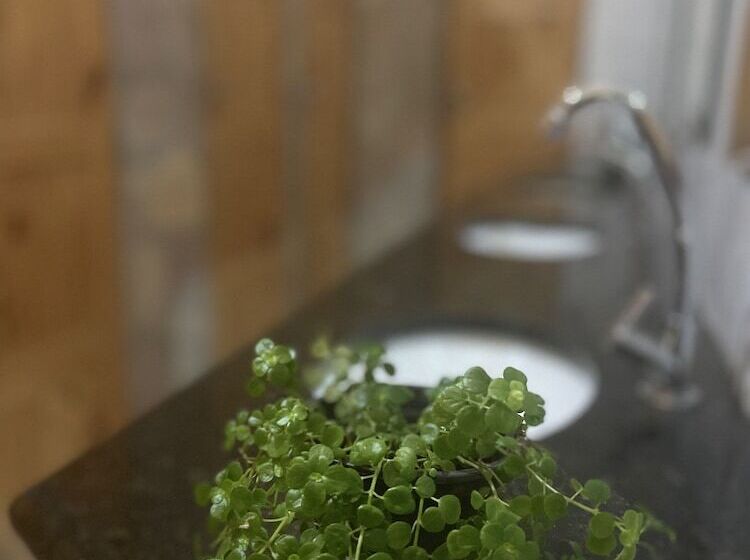 Отель Pousada Lampião E Maria Bonita