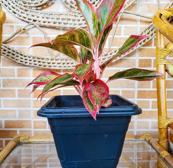 בית מלון כפרי Pousada Maresia Centro