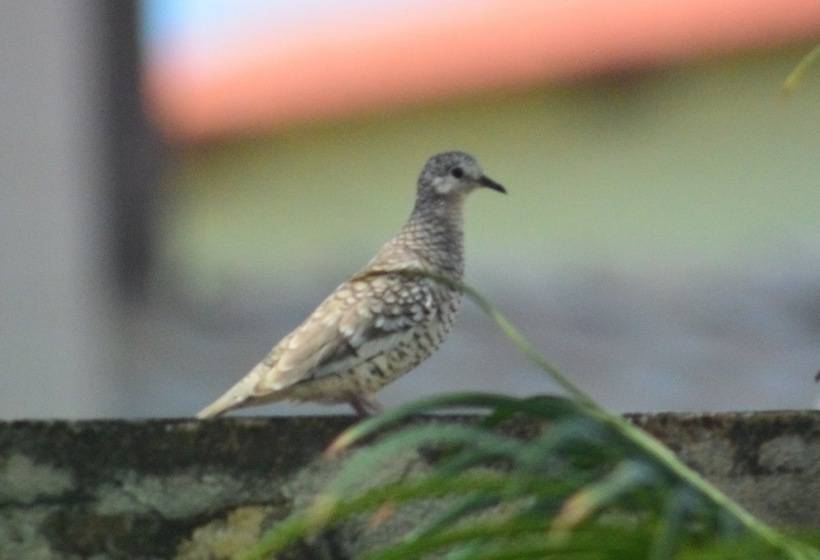 Отель Pousada Quatro Estações