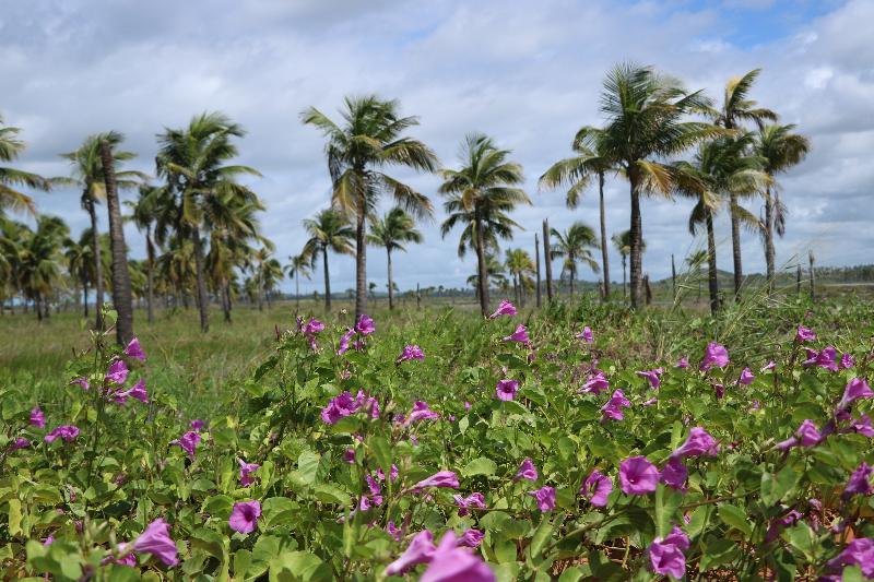 Отель Pousada Quatro Estações