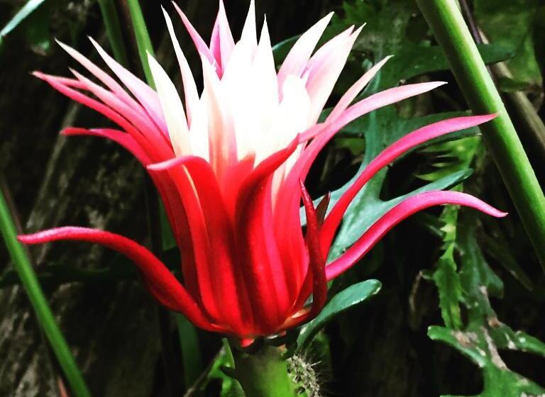 ユースホステル Guappo Socorro