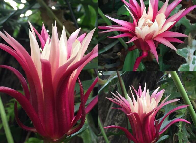 ユースホステル Guappo Socorro