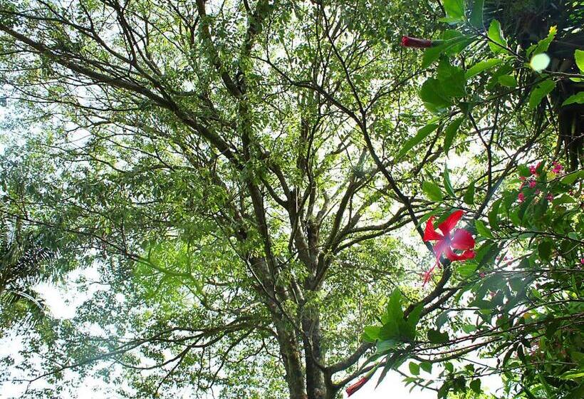 ユースホステル Guappo Socorro