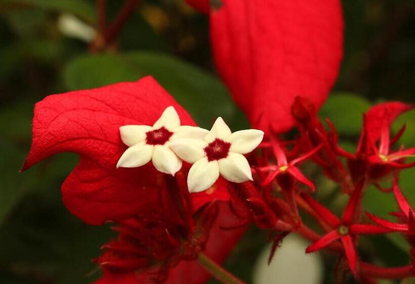 ユースホステル Guappo Socorro