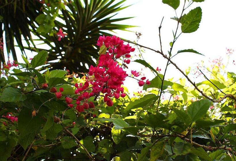 ユースホステル Guappo Socorro