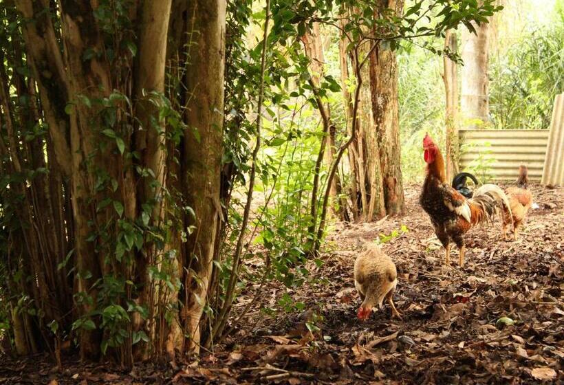 ユースホステル Guappo Socorro