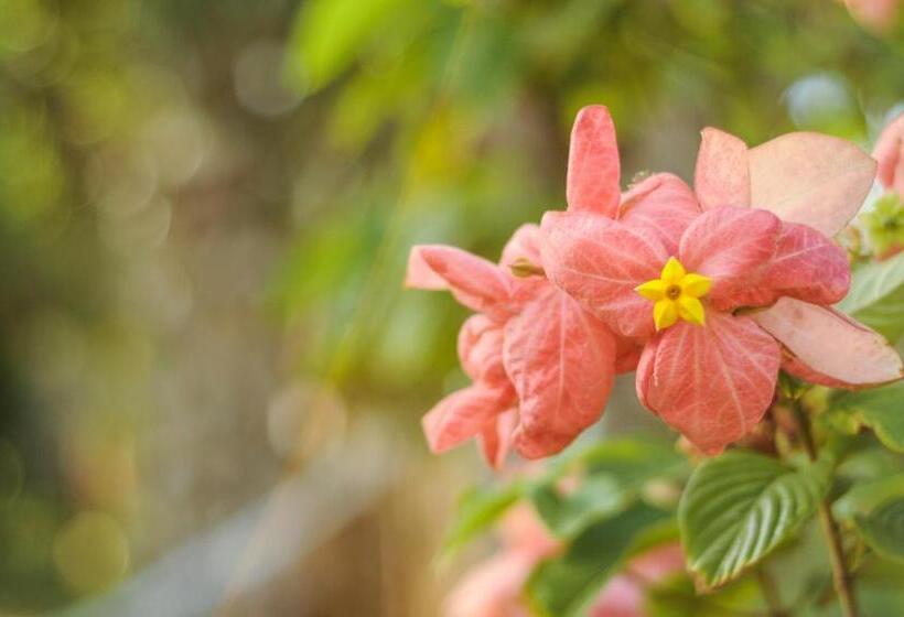 בית מלון כפרי Vida Do Mar