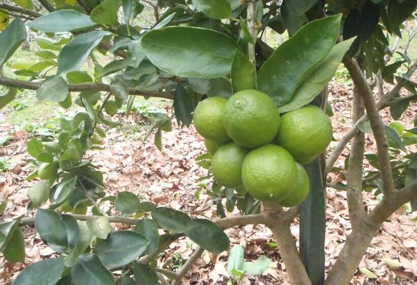 Отель Villa Michelon