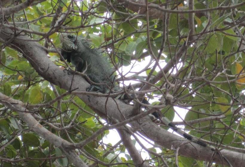 Hostel Pousada Do Tapajós