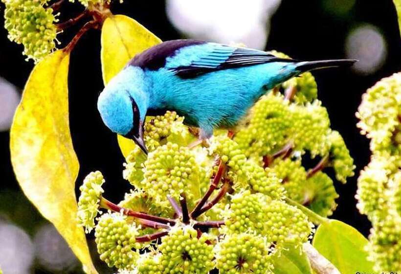 هتل Chalés Terra Nova