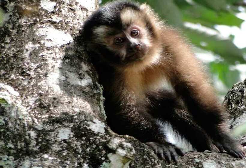 هتل Chalés Terra Nova