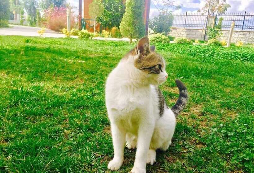 Kalipso Park Butik Otel