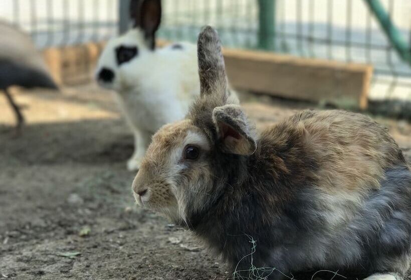 استراحتگاه Rizom Tatil Koyu