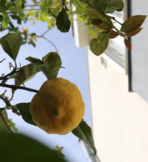 تختخواب و صبحانه Delfin Otel