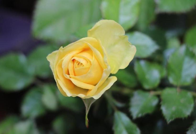 تختخواب و صبحانه Delfin Otel