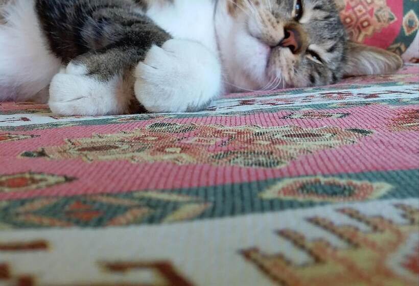 בית מלון כפרי Kilim